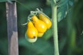 Strange yellow cherry tomatoes Royalty Free Stock Photo