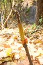 Strange yellow flower with sunlight in the Dipterocarp forest at the mountain, Op Luang National Park, Hot, Chiang Mai, Thailand Royalty Free Stock Photo