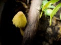 Strange yellow mushroom Pop up After rain sprinkled the ground m