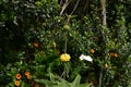 Jerusalem sage, Phlomis fruticosa, 1. Royalty Free Stock Photo