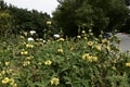 Jerusalem sage, Phlomis fruticosa, 7. Royalty Free Stock Photo