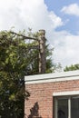 Strangely Pruned Tree Beside House