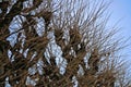 Strangely shaped tree crowns against the blue sky. Trees cut in spring have sprouted new branches Royalty Free Stock Photo