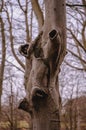 Strangely shaped tree trunk in a park