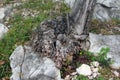 Strangely shaped weird unusual dry old tree roots on top of large stones mixed with uncut grass and small flowers