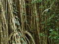 Strangler fig Royalty Free Stock Photo