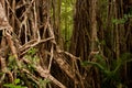 Strangler Fig Royalty Free Stock Photo