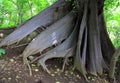 Strangler Fig Buttress Roots in the Jungle Royalty Free Stock Photo