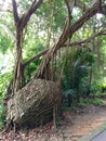 Strangler fig Royalty Free Stock Photo