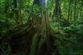 Strangler Fig, a host tree in the Daintree Rainforest, Mossman Gorge, North Queensland, Australia Royalty Free Stock Photo