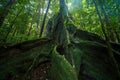 Strangler Fig, a host tree in the Daintree Rainforest, Mossman Gorge, North Queensland, Australia