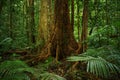 Strangler Fig, a host tree in the Daintree Rainforest, Mossman Gorge, North Queensland, Australia Royalty Free Stock Photo