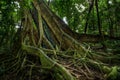 Strangler Fig, a host tree in the Daintree Rainforest, Mossman Gorge, North Queensland, Australia Royalty Free Stock Photo