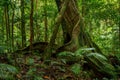 Strangler Fig, a host tree in the Daintree Rainforest, Mossman Gorge, North Queensland, Australia Royalty Free Stock Photo