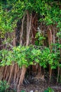 Strangler Fig with Key Deer