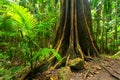 A strangler fig in the Tamborine National Park in the Gold Coast Hinterland Royalty Free Stock Photo