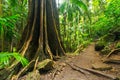 A strangler fig in the Tamborine National Park in the Gold Coast Hinterland Royalty Free Stock Photo