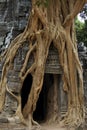 Strangler fig on temple entrance door Royalty Free Stock Photo