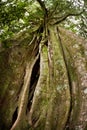 Strangler Fig Tree Royalty Free Stock Photo