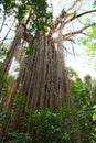 strangler fig tree gigantic rain forest tree Royalty Free Stock Photo