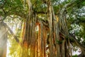 A strangler fig tree in golden light at sunset. Royalty Free Stock Photo