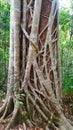 Strangler Fig Tree North Queensland Australia
