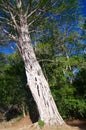 Strangler Fig tree parasite