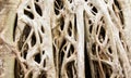 Strangler Fig tree roots background close up. Royalty Free Stock Photo