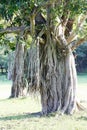 Strangler tree in Sri Lanka