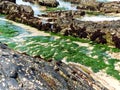 Strap caulerpa at low tide in a sandy gully.