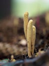 Strap coral, Clavariadelphus ligula mushroom.