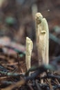 Strap coral, Clavariadelphus ligula mushroom