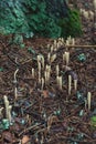 Strap coral, Clavariadelphus ligula mushrooms