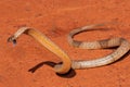 Strap-snouted Brown snake striking