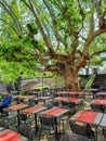 STRASBOURG, FRANCE - June 2019: A cute cafe under the huge legendary sycamore on the promenade