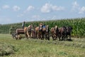 Amish Farmers Harvesting Crop on Summer Afternoon