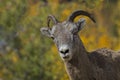 Strategic interest shown by bighorn sheep