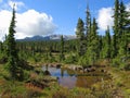 Strathcona Provincial Park, Vancouver Island, Beautiful Fall Day on the Forbidden Plateau, British Columbia, Canada Royalty Free Stock Photo