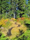 Strathcona Provincial Park, Vancouver Island, Little Creek and Fall Colours on the Forbidden Plateau, British Columbia, Canada Royalty Free Stock Photo