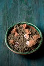 Stratification of garden strawberry seeds in wet sand