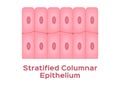 Stratified columnar epithelium / Epithelial tissue