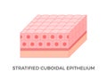 Stratified cuboidal epithelium. Epithelial tissue types.