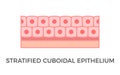 Stratified cuboidal epithelium. Epithelial tissue types. Multiple layers of cube-like cells.