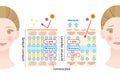 Healthy skin and dry skin diagram. structure of stratum corneum and lamellar structure, which play the protective role for skin Royalty Free Stock Photo