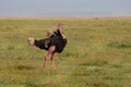 Straus in the Ngorongoro Conservation Area