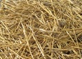 Straw Royalty Free Stock Photo