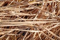Straw abstract background texture close-up with sunlight Royalty Free Stock Photo