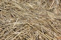 Straw Abstract Background with Texture