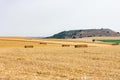 straw alpacas in the yellow working fields Royalty Free Stock Photo