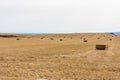 straw alpacas in the yellow working fields Royalty Free Stock Photo